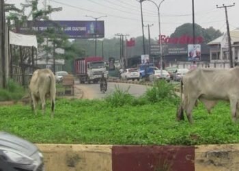 10 Cows Seized as Oyo Cracks Down on Open Grazing in Apete