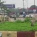 10 Cows Seized as Oyo Cracks Down on Open Grazing in Apete