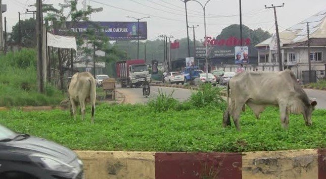 10 Cows Seized as Oyo Cracks Down on Open Grazing in Apete