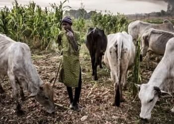 Plateau Farmer Narrates Machete Attack After Refusing to Help Rescue Cow