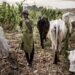 Plateau Farmer Narrates Machete Attack After Refusing to Help Rescue Cow