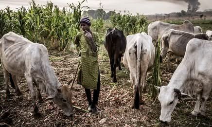 Plateau Farmer Narrates Machete Attack After Refusing to Help Rescue Cow